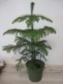 Produktbild: Araucaria heterophylla - Zimmertanne - Norfolktanne - 40-60cm