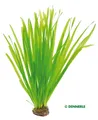 Produktbild: Vallisneria spiralis - pflegeleichte Aquarienpflanze Hintergrund Dennerle 753