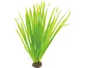 Produktbild: Glattblättrige Sumpfschraube - Vallisneria spiralis