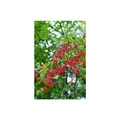 Produktbild: Berberis vulgaris, Gewöhnliche Berberitze, 40–60 cm