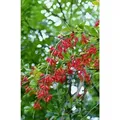 Produktbild: Berberis vulgaris c 3 40-60