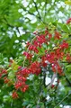 Produktbild: Berberis vulgaris, Gewöhnliche Berberitze, 40–60 cm