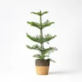 Produktbild: Plant in a Box - Norfolktanne - Araucaria heterophylla - Höhe 50-60cm - Topf 17cm