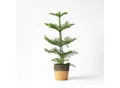 Produktbild: Plant in a Box - Norfolktanne - Araucaria heterophylla - Höhe 50-60cm - Topf 17cm