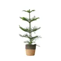 Produktbild: Plant in a Box - Araucaria Heterophylla - Inklusive Korb - Norfolk Tanne - Zimmerkiefer - Topf 17cm - Höhe 50-60cm