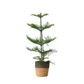 Produktbild: Plant in a Box  Norfolktanne Araucaria heterophylla 50cm Grüne Zimmerpflanze