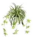 Produktbild: Künstliche Grünlilie im Topf Kunstpflanze Chlorophytum Grünpflanze Seidenpflanze Wasserlilie Spinnenpflanze Spinnenlilie Hängend Hängepflanze Zimmerpflanze Unechte Hochzeit Deko, Grün/Weiß, 36x46cm