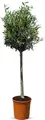 Produktbild: Olivenbaum 10 jahre alt - 130 Zentimeter hoch - Olea europea - Winterhart bis -18 - Fruchtbildend - Obstbaum - Sonnige Standorte