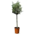Produktbild: Sunny Tree Olivenbaum Hochstamm 130cm – Winterhart bis -18°C Outdoor Pflanzen