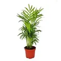 Produktbild: Exotenherz Chamaedorea Elegans Bergpalme 3 Pflanzen 12cm Topf