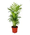 Produktbild: Exotenherz - Chamaedorea elegans - Bergpalme - 3 Pflanzen 12cm Topf