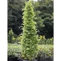 Produktbild: Säulen Hainbuche Monument 40-60cm - Carpinus betulus