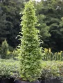 Produktbild: Säulen Hainbuche Monument 40-60cm - Carpinus betulus