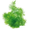 Produktbild: Dennerle Plants Aquariumpflanze Ceratophyllum Submersum Portion