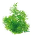 Produktbild: Ceratophyllum demersum - Portion Hornblatt Schwimmpflanze Hornkraut Dennerle 764