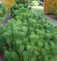 Produktbild: Zwerg Bergkiefer 15-20cm - Pinus mugo