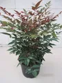 Produktbild: Nandina domestica Obsessed - Heiliger Bambus Himmelsbambus - 30-40cm