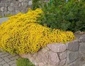 Produktbild: Niedlicher Ginster 20-30cm - Genista pulchella - lebende Gartenpflanze aus den Baumschulen