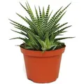 Produktbild: Exotenherz Haworthia Fasciata Big Band Pflanze im 10,5cm Topf