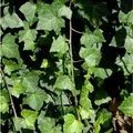 Produktbild: Großblättriger irischer Efeu 100-125cm - Hedera helix hibernica
