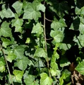 Produktbild: Großblättriger irischer Efeu 100-125cm - Hedera helix hibernica