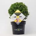 Produktbild: Ilex crenata 'Dark Green®', Kugel mit ca. 15 cm Ø, Topf-Ø 17 cm