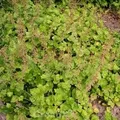 Produktbild: Henne mit Küken - Tolmiea menziesii