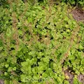 Produktbild: Henne mit Küken - Tolmiea menziesii - lebende Gartenpflanze aus den Baumschulen