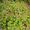 Produktbild: Henne mit Küken - Tolmiea menziesii