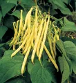 Produktbild: Buschbohnen Gelbe Golden Teepee – Hochwertige Saat für Ihren Garten