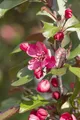 Produktbild: Pflanzen für Dich Gehölze Malus 'Royalty', 1 St., Zierapfel, Royalty-Apfelbaum