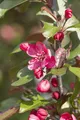 Produktbild: Malus 'Royalty', Zierapfel, dunkelrot, 80–100 cm