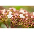 Produktbild: Viburnum Tinus Purpurea Lorbeer-Schneeball Immergrün 50–60 cm