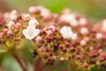 Produktbild: Viburnum tinus 'Purpurea', Lorbeer-Schneeball, immergrün, 50–60 cm