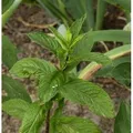 Produktbild: Zitronen-Minze - Mentha piperita