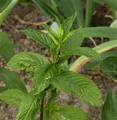 Produktbild: Zitronen-Minze - Mentha piperita