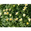 Produktbild: Anemone Nemorosa Buschwindröschen Ca. 9x9 cm Topf