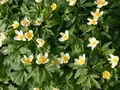Produktbild: Pflanzen für Dich Staude Anemone nemorosa, 1 St., Buschwindröschen, Windröschen