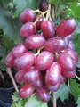 Produktbild: Kernlose Weintraube King Ruby - Vitis vinifera King Ruby