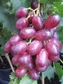 Produktbild: Kernlose Weintraube King Ruby - Vitis vinifera King Ruby