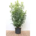 Produktbild: Prunus,usitanica 'Angustifolia' 125-150 cm