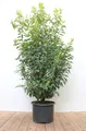 Produktbild: Prunus lusitanica 'Angustifolia', Portugiesischer Lorbeer, 125–150 cm