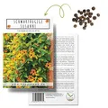 Produktbild: Schwarzäugige Susanne (Thunbergia alata) - Wunderschöne Kletterpflanze ideal für den Garten oder als Hängepflanze für Terrasse und Balkon
