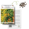Produktbild: Schwarzäugige Susanne (Thunbergia alata) - Tolle Kletterpflanze für den Garten