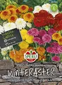Produktbild: Winteraster, Mischung von Sperli-Samen