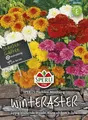 Produktbild: Winteraster SPERLING`s Flambre Mischung