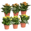 Produktbild: Kalanchoe 'Calandiva'®, gelb&orange, Topf-Ø 12 cm, Höhe ca. 20-30 cm, 6er-Set