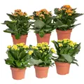 Produktbild: Kalanchoe 'Calandiva'®, gelb&orange, Topf-Ø 12 cm, Höhe ca. 20-30 cm, 6er-Set