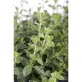 Produktbild: Origanum Vulgare Echter Dost Ca. 9x9 cm Topf