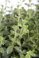 Produktbild: Origanum vulgare 9x9 cm Topf – Winterhart, Mehrjährig, Pflegeleicht – Oregano – Kräuterpflanze für Beet & Balkon